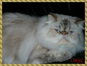 onyx2009